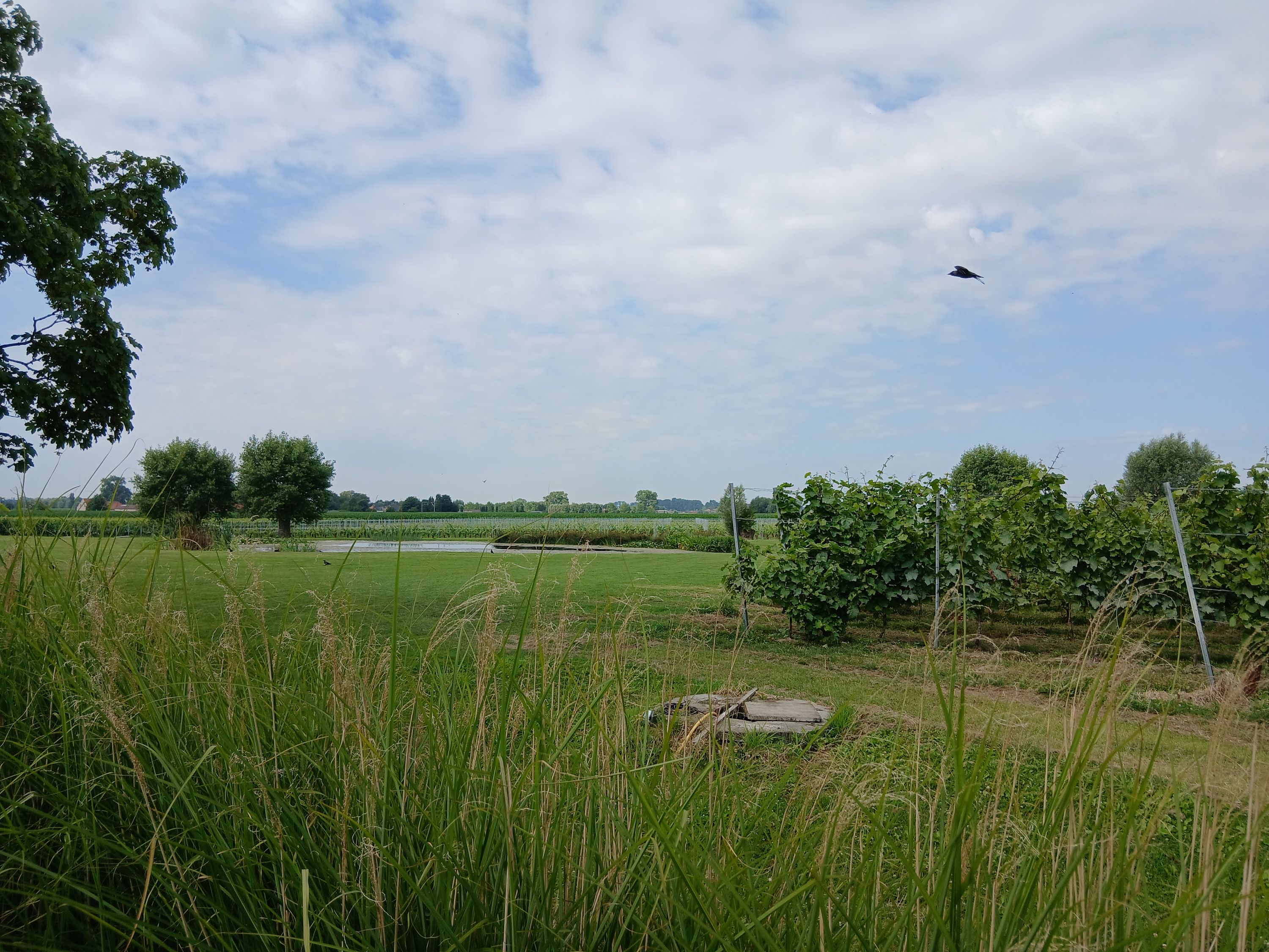 Energiezuinige rijwoning met prachtige tuin en zicht op wijngaard - foto 6